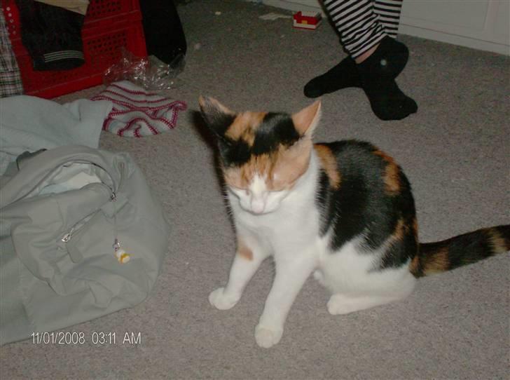 Blanding af racer lille-my billede 11