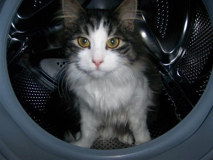 Blanding af racer Balder - Balder elsker at gemme sig i vaskemaskinen.. billede 10