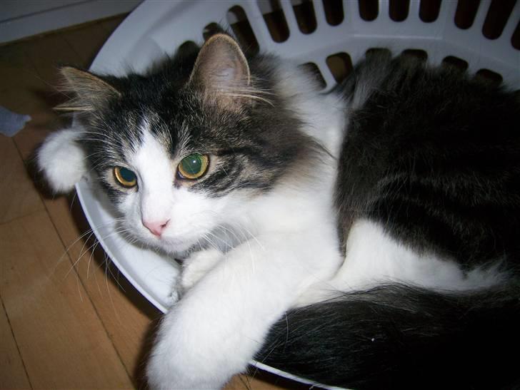 Blanding af racer Balder - Er han ikke bare alt for dejlig? billede 11