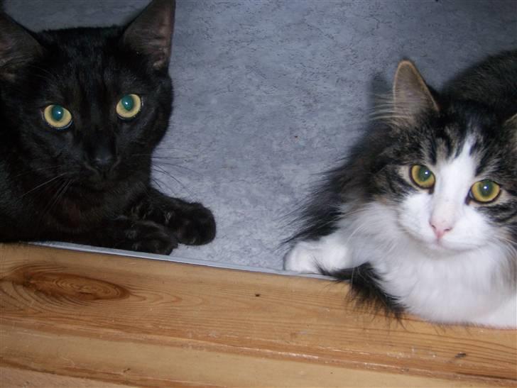 Blanding af racer Balder - Romeo og Balder billede 12