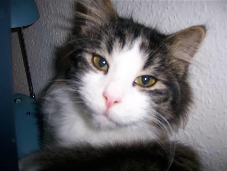 Blanding af racer Balder - Balles missen billede 13