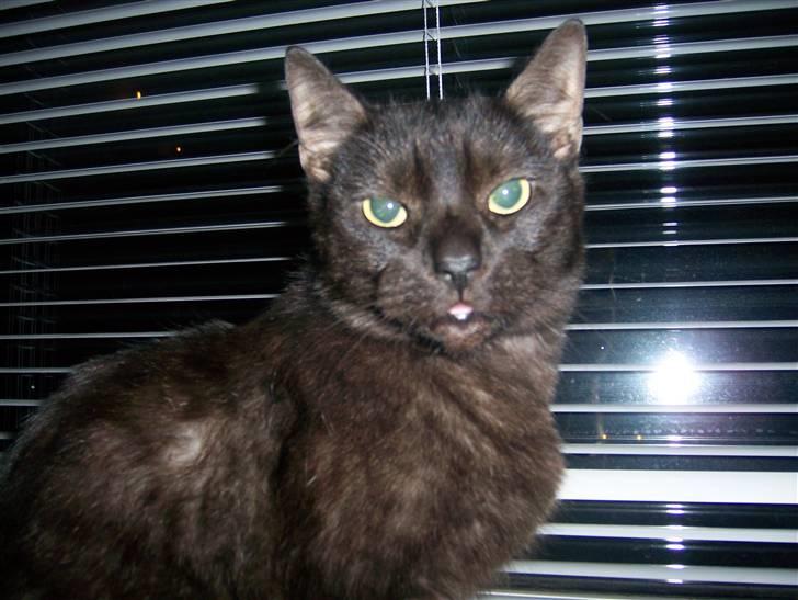 Huskat Romeo - Romeo har tit sin tunge fremme :) billede 12