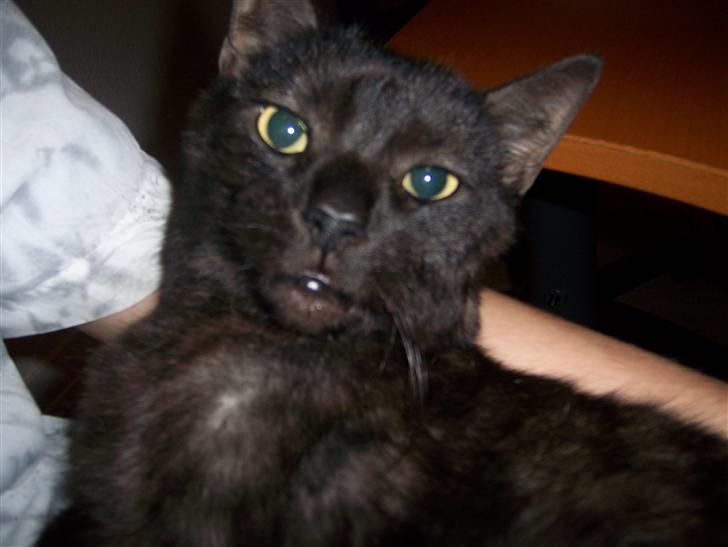 Huskat Romeo - Romeo lægger på far :) billede 13