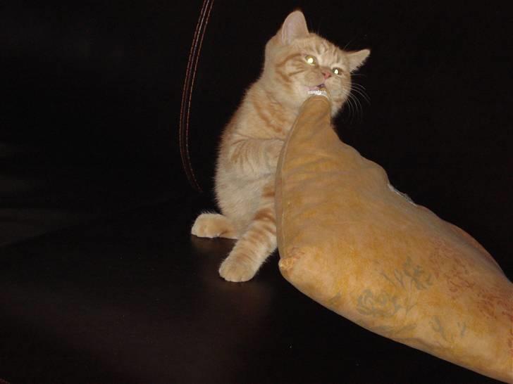 British Shorthair Ollie og Lodberg billede 5