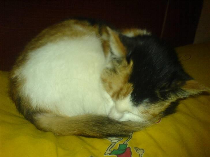 Blanding af racer Bailey billede 10