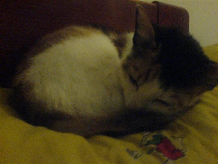 Blanding af racer Bailey billede 11