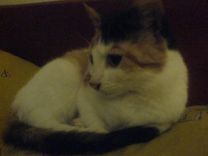 Blanding af racer Bailey billede 12