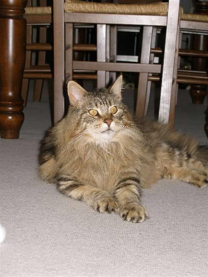 Maine Coon Maintain Hot Chocolade - smukke Choko  billede 6