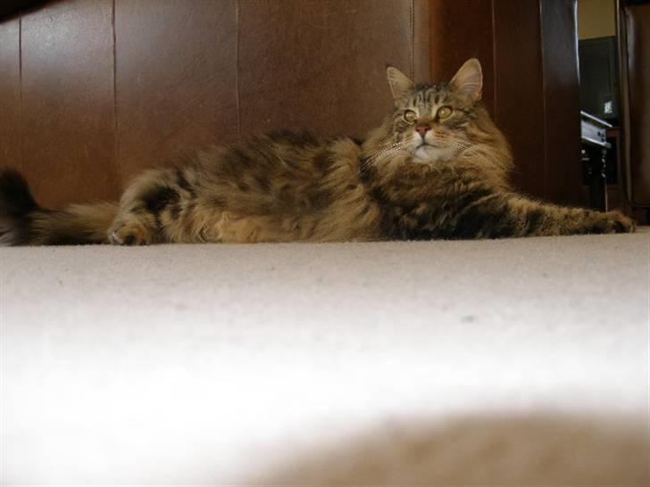 Maine Coon Maintain Hot Chocolade - tager lige en slapper.... billede 7