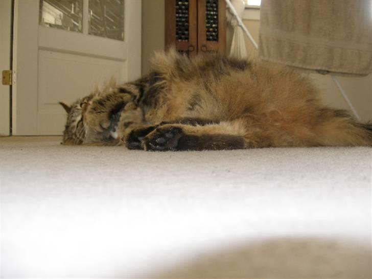 Maine Coon Maintain Hot Chocolade - Tæver lige min bamse... c`) billede 8