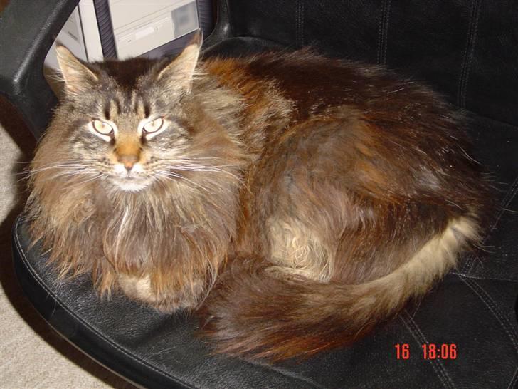 Maine Coon Maintain Hot Chocolade - Løvehulens Sophistycat som er Choko´s bofælle... billede 9