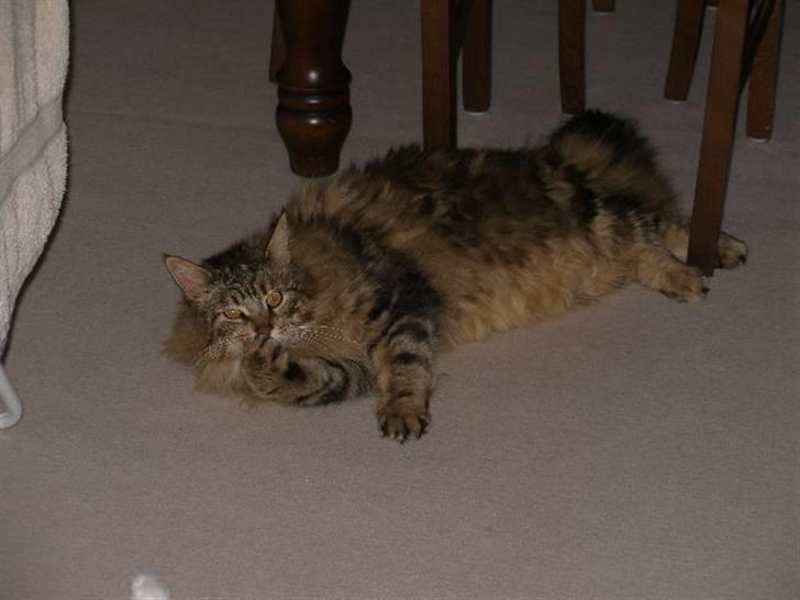 Maine Coon Maintain Hot Chocolade - Vasketid.. : ) billede 10