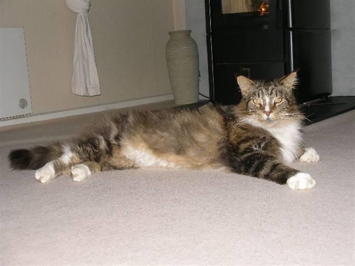 Maine Coon Maintain Hot Chocolade - Florian´s Love Boy som er Choko´s anden bofælle ... billede 11