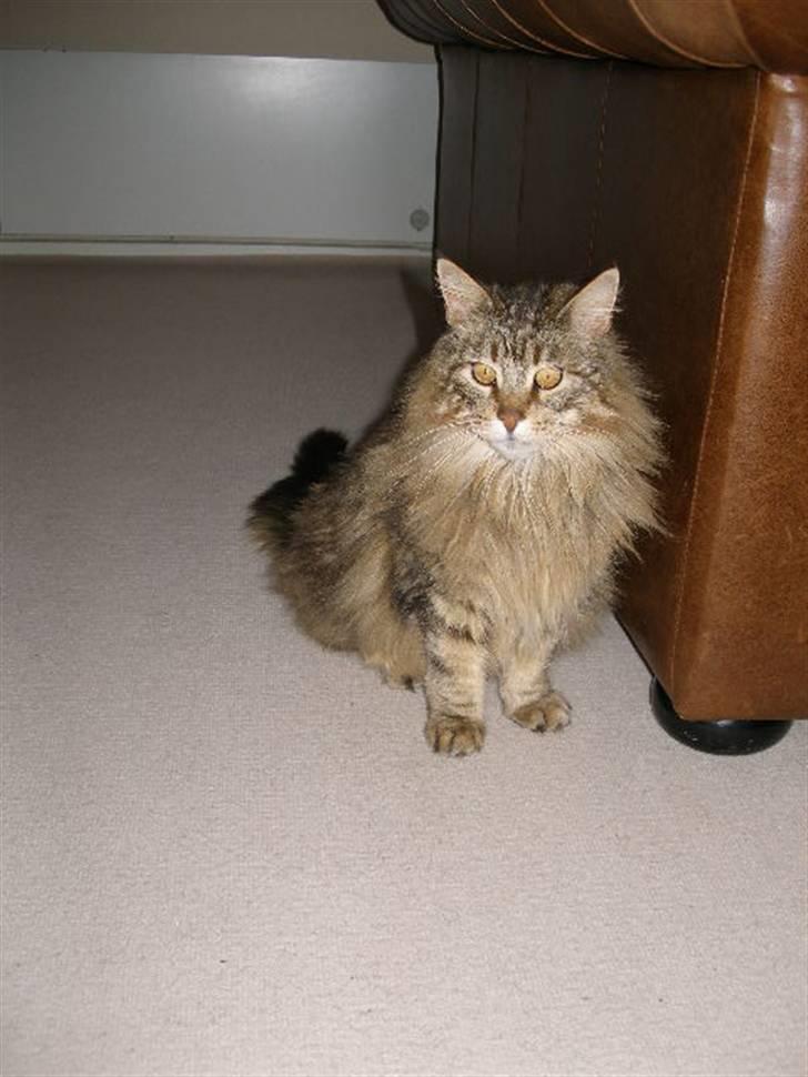 Maine Coon Maintain Hot Chocolade - Smukke dreng.. billede 12