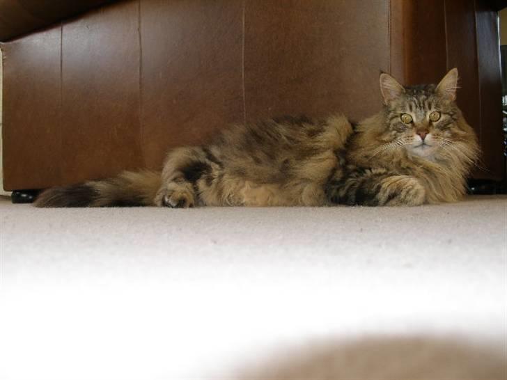 Maine Coon Maintain Hot Chocolade - Den smukke.... billede 13