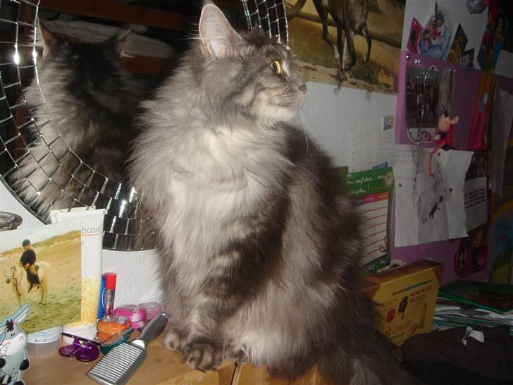 Maine Coon minni billede 11