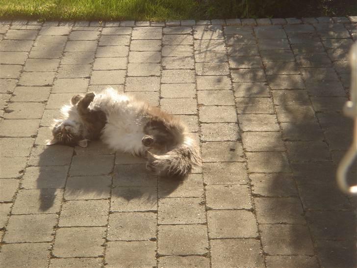 Maine Coon minni billede 12