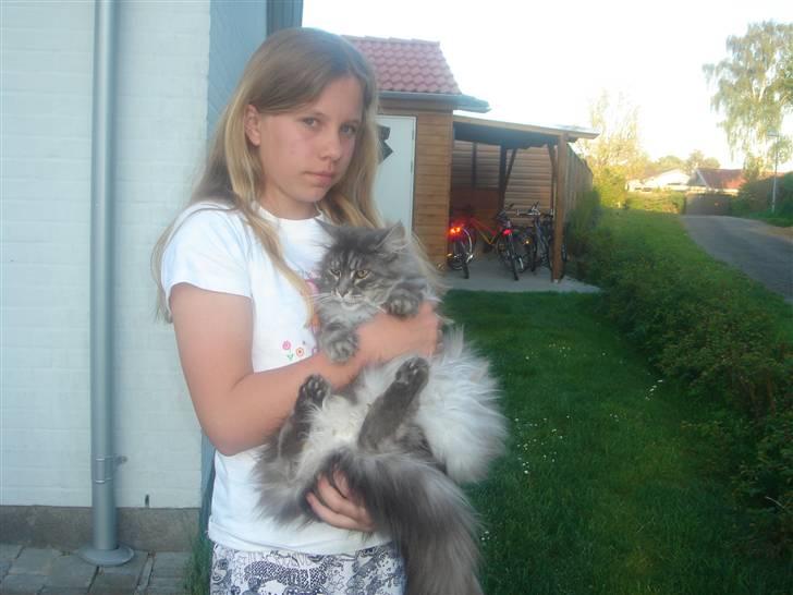 Maine Coon minni billede 13