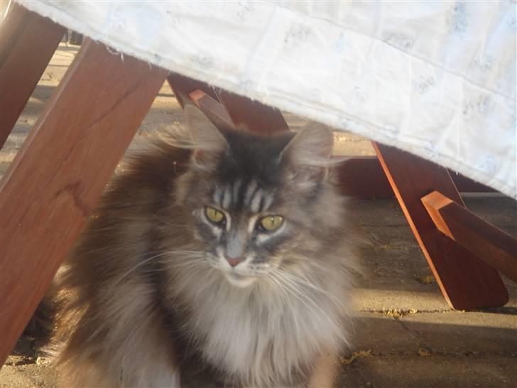 Maine Coon minni billede 14