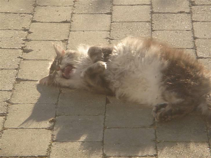 Maine Coon minni billede 15