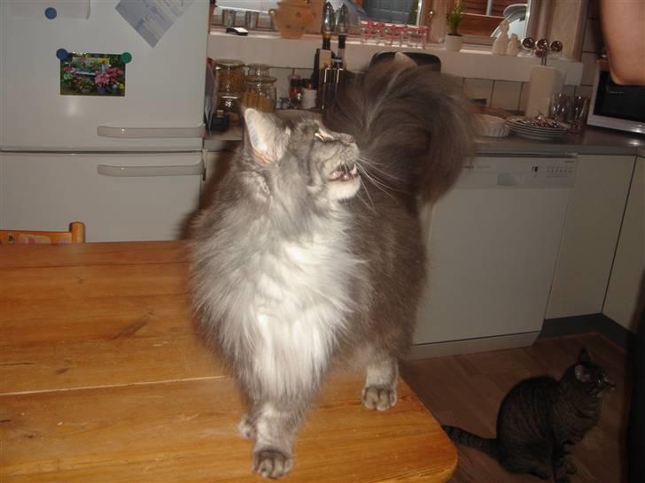 Maine Coon minni billede 16