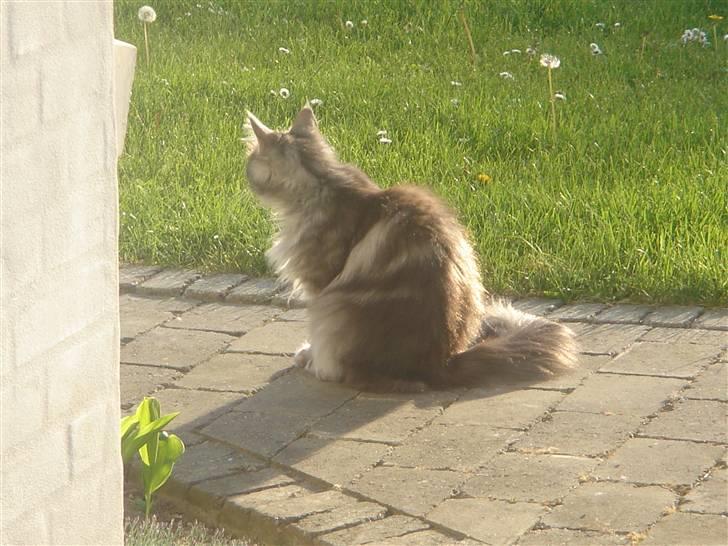 Maine Coon minni billede 17