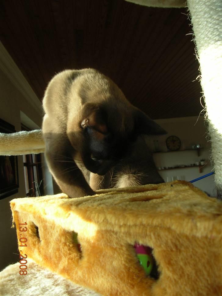 Burmeser Ufo of Magicat/Lillemand billede 20