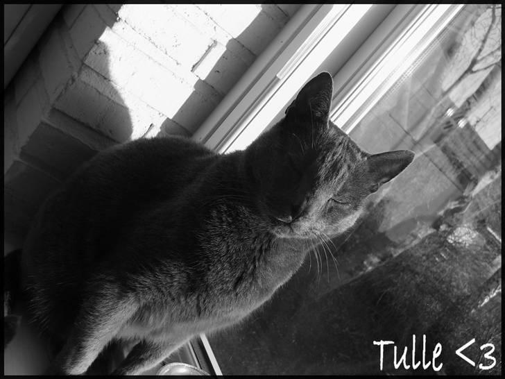 Blanding af racer Tulle <3 - Velkommen til min over dejlige profil :) læg gerne en bedømmelse . billede 1