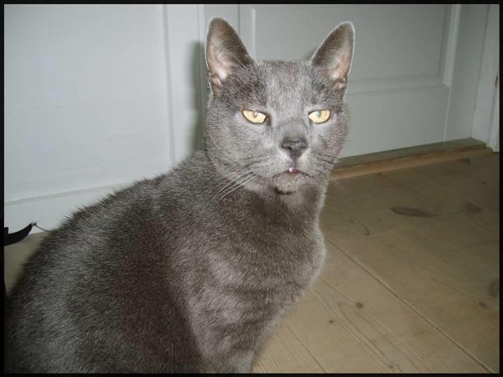 Blanding af racer Tulle <3 - Goddav :)  billede 2