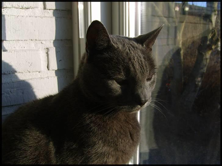 Blanding af racer Tulle <3 - Eller en denne her bedre? billede 4