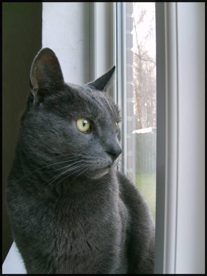 Blanding af racer Tulle <3 - kigger igen :) billede 8