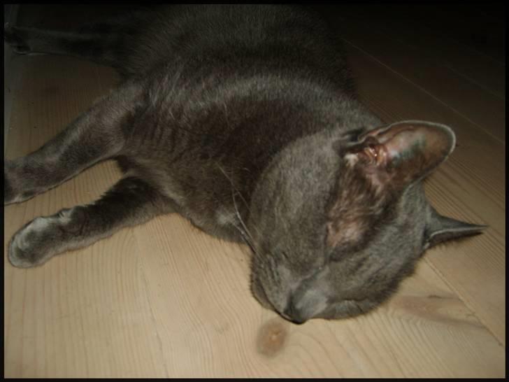 Blanding af racer Tulle <3 - Snork !! billede 9