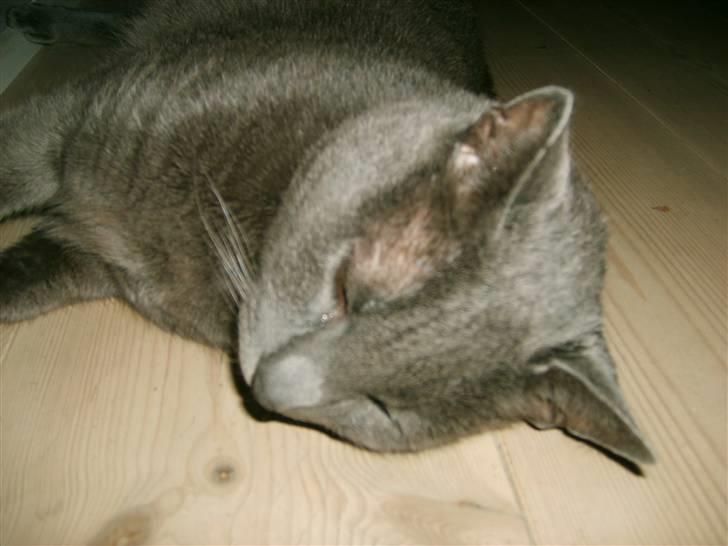 Blanding af racer Tulle <3 - zZzZzZzZz billede 10