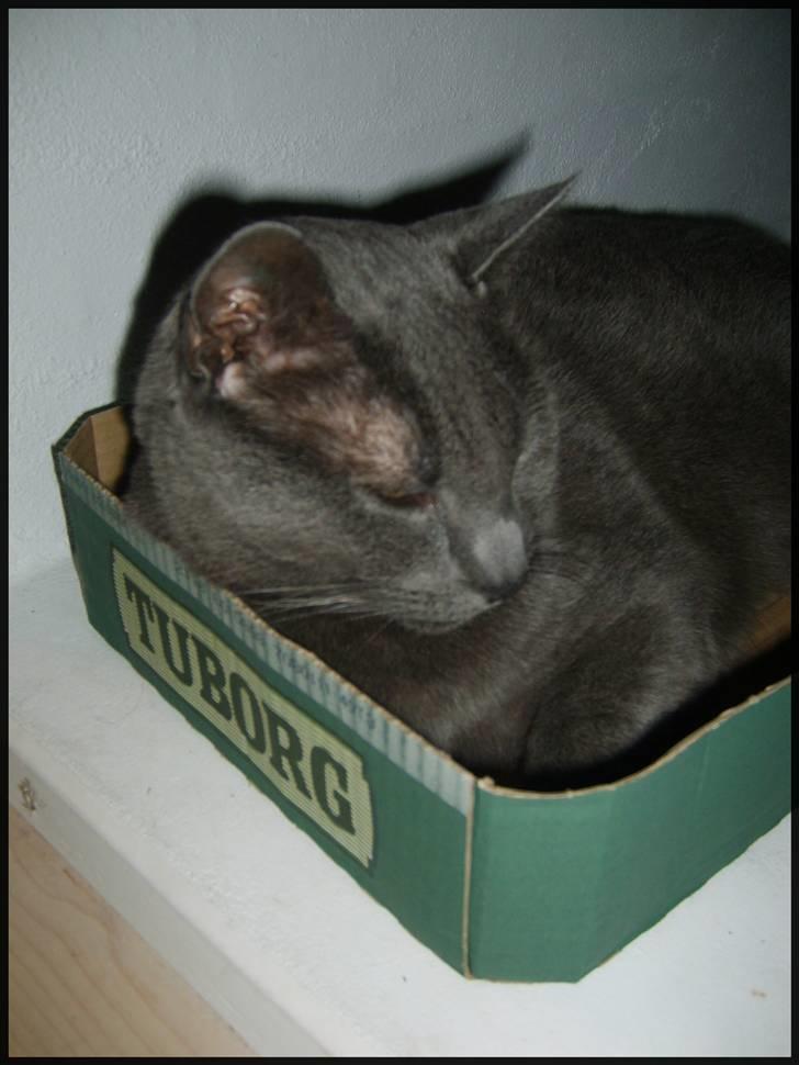 Blanding af racer Tulle <3 - Mig og min lille papkasse der står foan den dejlige brandeovn : billede 11