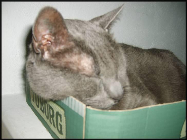 Blanding af racer Tulle <3 - ... :) elsker dig <3 billede 12