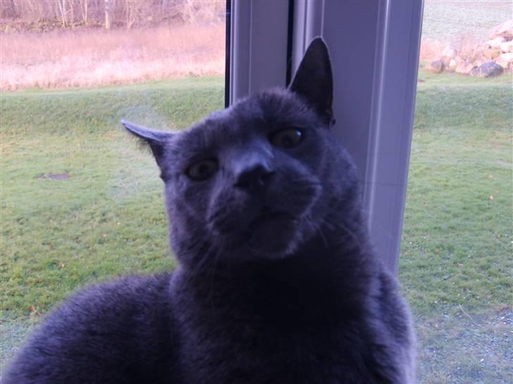 Blanding af racer Tulle <3 - ARG ! et kamera .. Han blev lidt bange :D billede 13