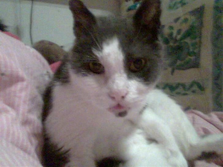 Blanding af racer Simba<3 billede 1