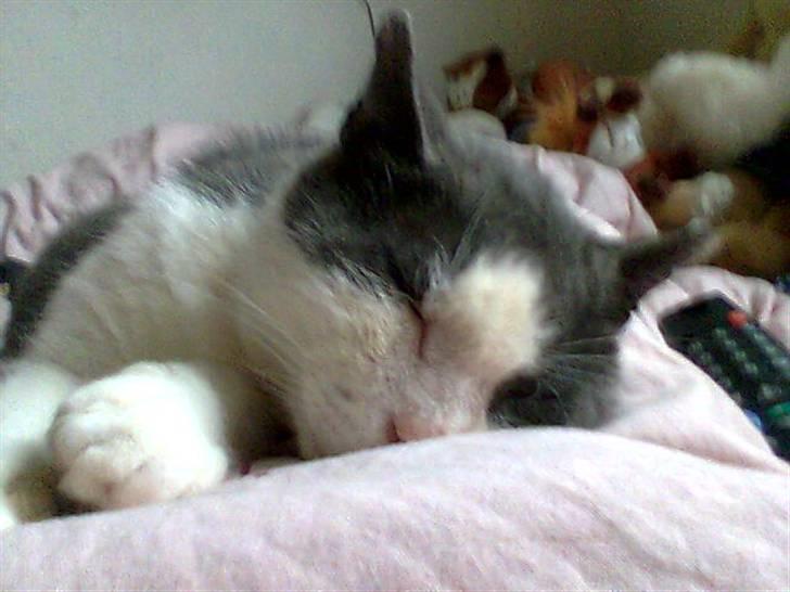 Blanding af racer Simba<3 billede 2