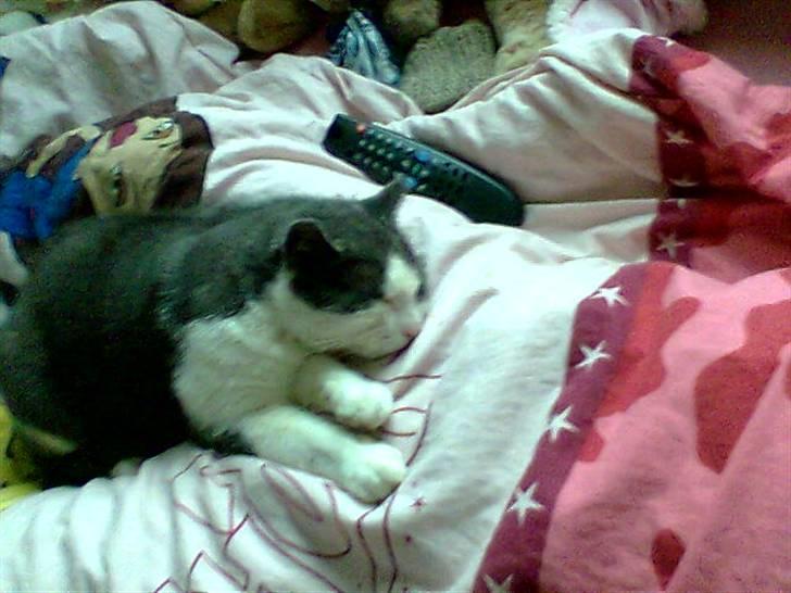 Blanding af racer Simba<3 billede 3