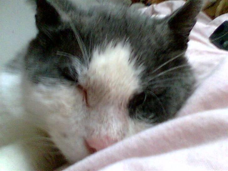 Blanding af racer Simba<3 billede 5