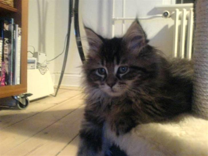 Maine Coon Monrad - Flere billeder kommer!  billede 1