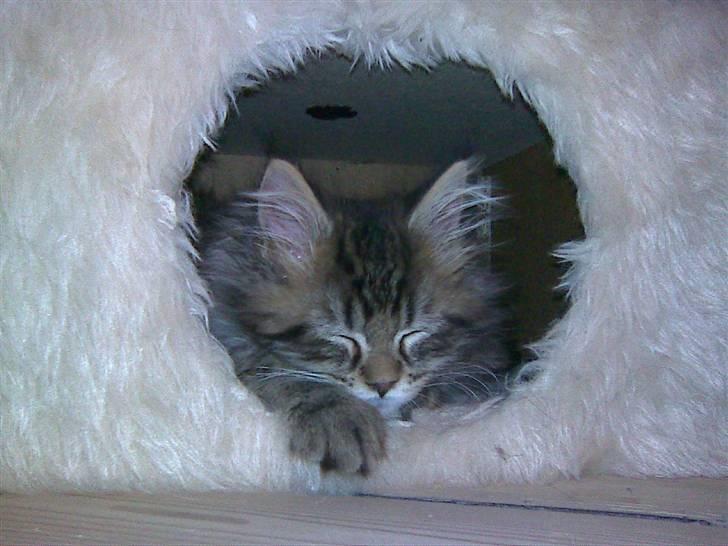 Maine Coon Monrad - her er dejligt!  billede 2