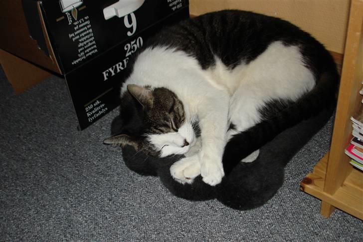 Blanding af racer Killer billede 1