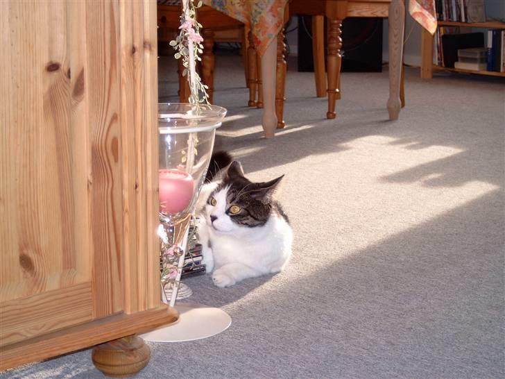 Blanding af racer Killer billede 2