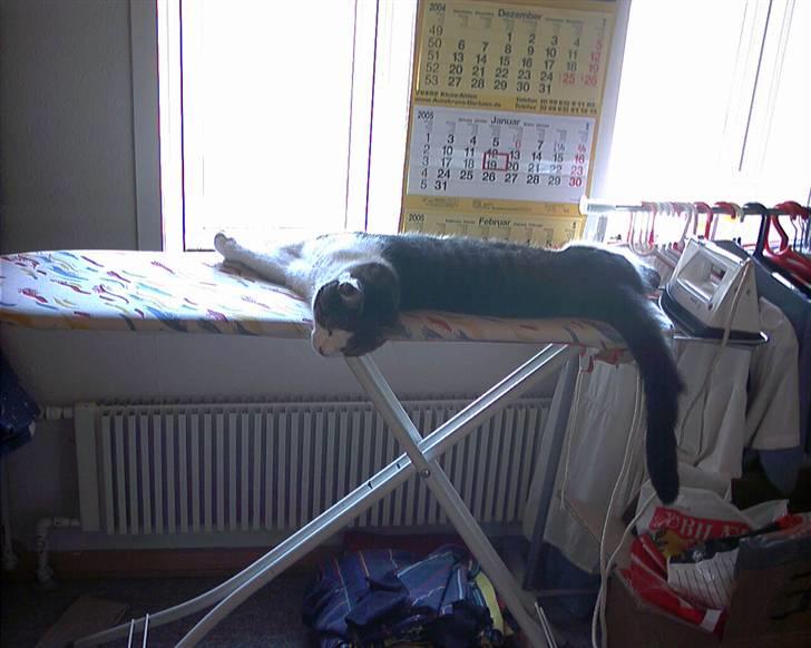 Blanding af racer Killer billede 3