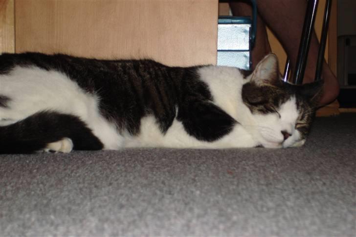 Blanding af racer Killer billede 4