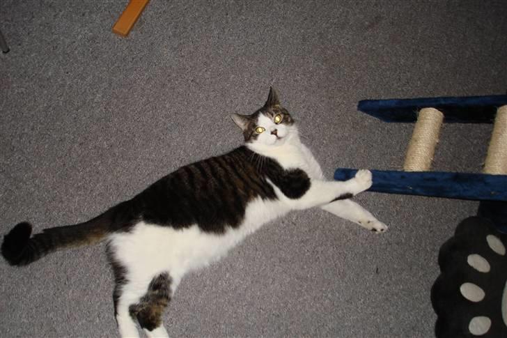 Blanding af racer Killer billede 5