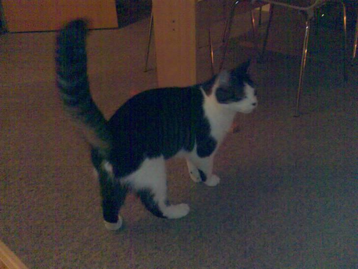 Blanding af racer Killer billede 6