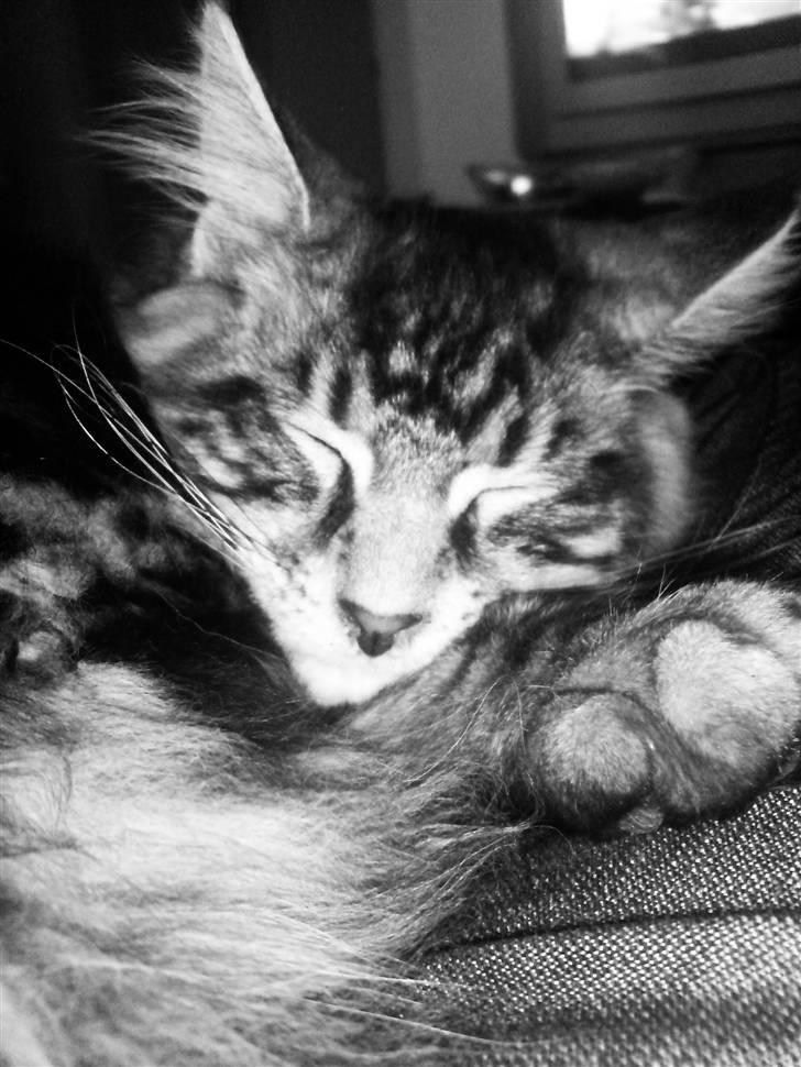 Maine Coon Dirk billede 1