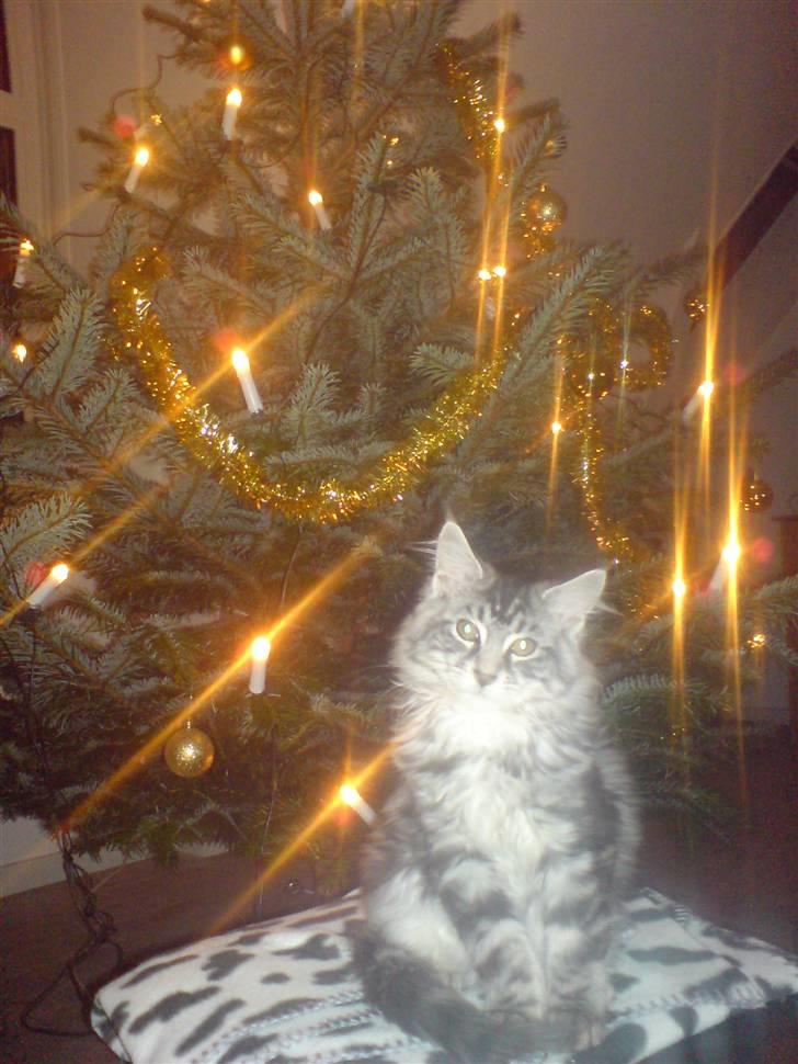 Maine Coon Dirk - Juleaften billede 2